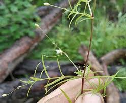Attēlu rezultāti vaicājumam “Stellaria longifolia flower”