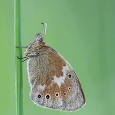 Attēlu rezultāti vaicājumam “Coenonympha tullia”