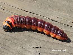 Attēlu rezultāti vaicājumam “Cossus cossus larva”