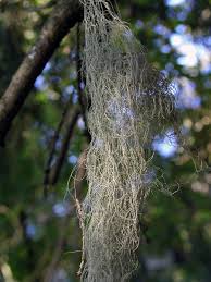 Attēlu rezultāti vaicājumam “Bryoria capillaris”