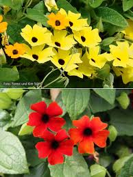 Image result for schwarzäugige Susanne