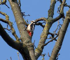 Attēlu rezultāti vaicājumam “Dendrocopos major”