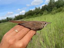 Image result for Luscinia luscinia