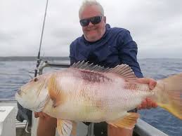 Image result for Petrus rupestris