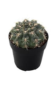 Image result for Gymnocalycium