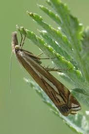 Attēlu rezultāti vaicājumam “Crambus pratella”
