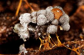 Attēlu rezultāti vaicājumam “Badhamia utricularis macro”