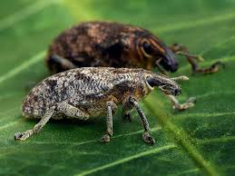 Attēlu rezultāti vaicājumam “Cleonis pigra”