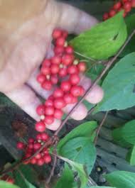 Attēlu rezultāti vaicājumam “Schisandra chinensis”