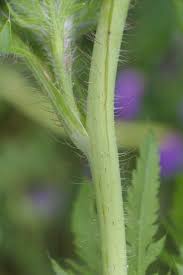 Attēlu rezultāti vaicājumam “Papaver rhoeas flower”