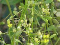 Attēlu rezultāti vaicājumam “Draba nemorosa fruit”