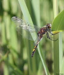Attēlu rezultāti vaicājumam “Leucorrhinia pectoralis”