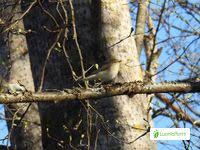 Attēlu rezultāti vaicājumam “Phylloscopus trochilus nest”