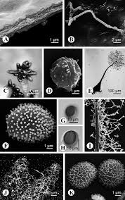 Attēlu rezultāti vaicājumam “Stemonaria irregularis stalked”