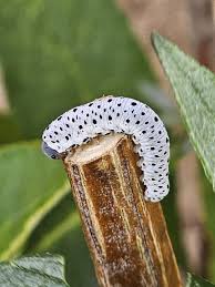 Attēlu rezultāti vaicājumam “Tenthredo scrophulariae larva”