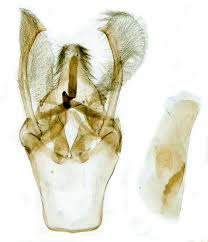 Attēlu rezultāti vaicājumam “Plodia interpunctella”