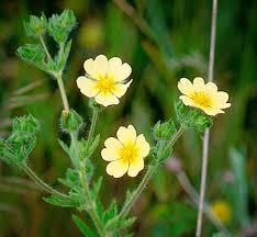 Image result for Potentilla recta