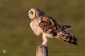 Attēlu rezultāti vaicājumam “Asio flammeus”