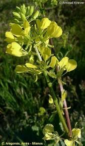Attēlu rezultāti vaicājumam “Sinapis arvensis flower”