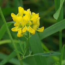 Attēlu rezultāti vaicājumam “Medicago sativa subsp. sativa flower”