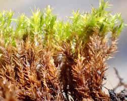 Attēlu rezultāti vaicājumam “Dichodontium pellucidum macro”