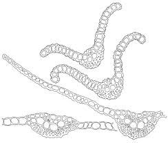 Attēlu rezultāti vaicājumam “Bryoerythrophyllum recurvirostrum sporophyte”