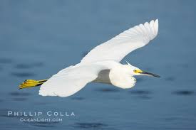 Image result for Egretta thula
