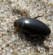 Attēlu rezultāti vaicājumam “Hydaticus transversalis”