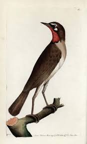 Image result for Luscinia calliope