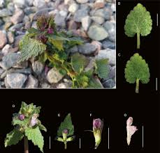 Attēlu rezultāti vaicājumam “Lamium purpureum leaf”