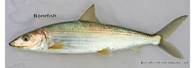 Image result for Albula vulpes