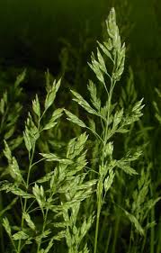 Attēlu rezultāti vaicājumam “Poa pratensis fruit”