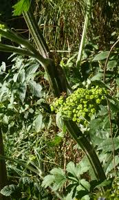 Attēlu rezultāti vaicājumam “Pastinaca sativa subsp. sylvestris”