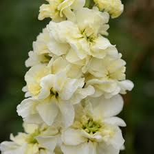 Image result for Levkoje