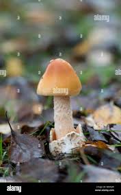 Attēlu rezultāti vaicājumam “Amanita crocea”