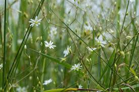Attēlu rezultāti vaicājumam “Stellaria graminea”