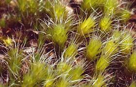 Attēlu rezultāti vaicājumam “Campylopus introflexus”