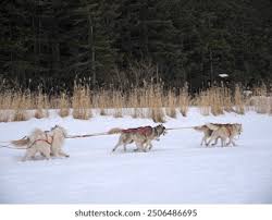 Image result for Team Ice Fire British Sled Dog Racing Team