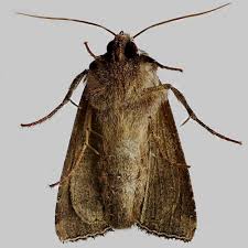 Attēlu rezultāti vaicājumam “Celaena leucostigma”