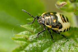 Attēlu rezultāti vaicājumam “Eurydema oleracea”