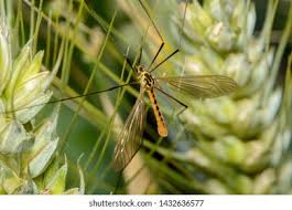 Attēlu rezultāti vaicājumam “Tipulidae male”