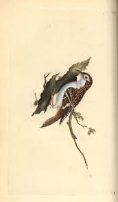 Attēlu rezultāti vaicājumam “Certhia familiaris”