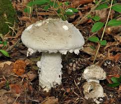 Attēlu rezultāti vaicājumam “Amanita strobiliformis”