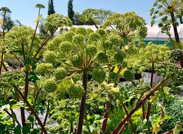 Attēlu rezultāti vaicājumam “Angelica archangelica fruit”