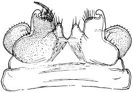Attēlu rezultāti vaicājumam “Polyzonium germanicum”
