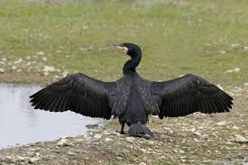 Attēlu rezultāti vaicājumam “Phalacrocorax carbo adult”