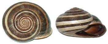 Attēlu rezultāti vaicājumam “Helicidae”