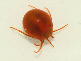 Attēlu rezultāti vaicājumam “Hydrachna”