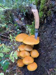 Attēlu rezultāti vaicājumam “Gymnopilus picreus”
