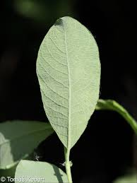 Attēlu rezultāti vaicājumam “Salix aurita”